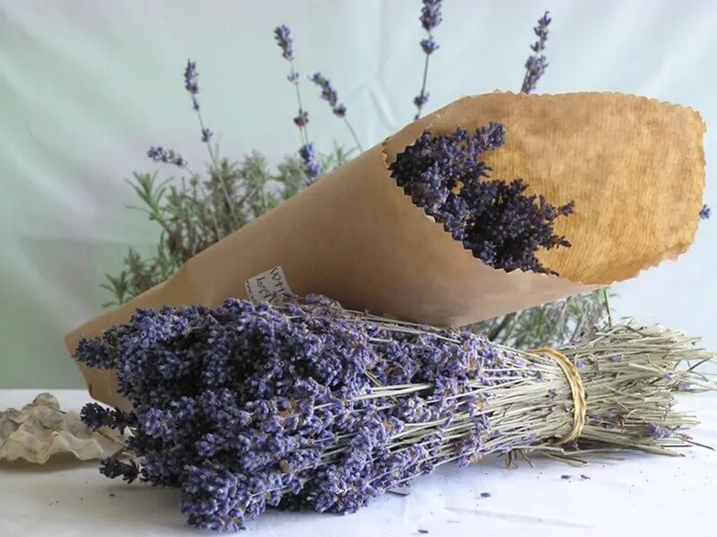 Huân Thảo Hay Còn Gọi Là Lavender